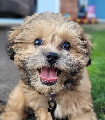 Dog breeder Howdee Kennels Bellingham