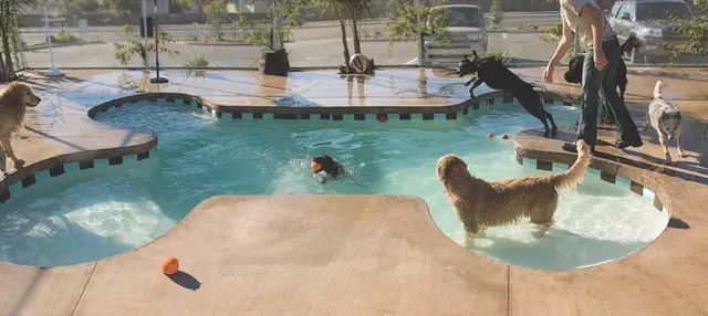 Rescue & Shelter Dioji K-9 Resort & Athletic Club Downey