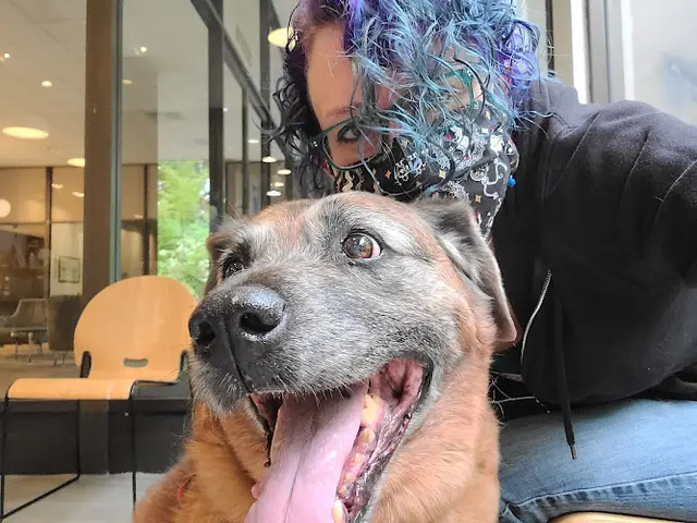 Pet vet Urban Animal Kirkland