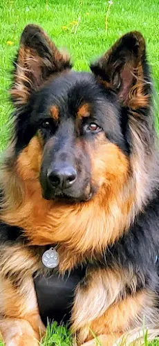 Dog Grooming BarkZone Dog Grooming Beaverton