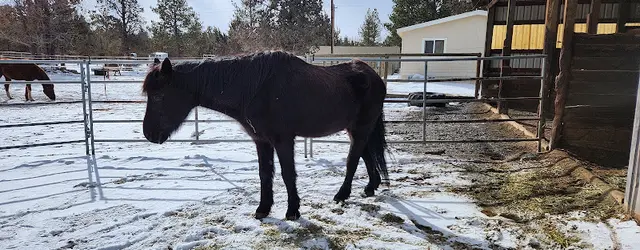Rescue & Shelter Mustangs To The Rescue Bend