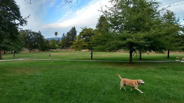 Dog Park Mesquite Park Santa Rosa