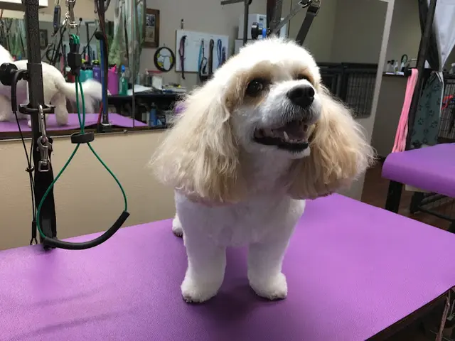 Dog Grooming Kimberly's Dog Grooming Redding