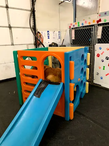 Dog day care center Alpha Dogs Spokane