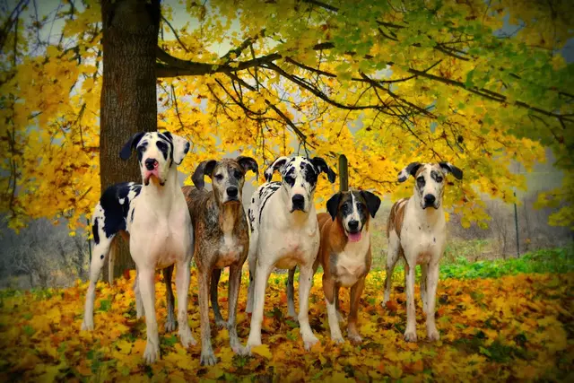 Dog trainer Happy Tails Dog Training and Behavior Spokane