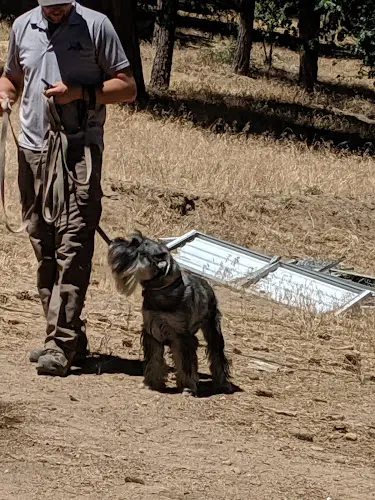 Dog day care center Double Dog Ranch San Bernardino