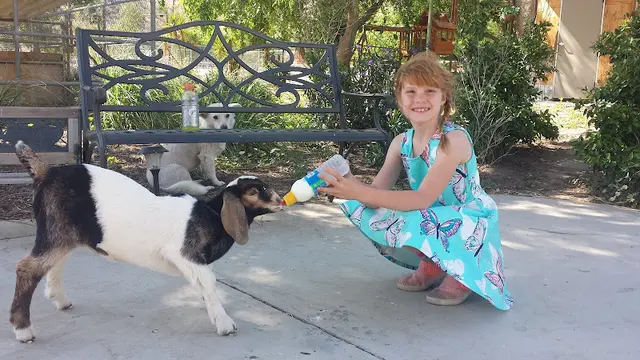 Rescue & Shelter Gilchrist Farm Santa Clarita