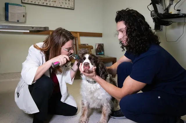 Pet vet Balboa Pet Hospital Richmond
