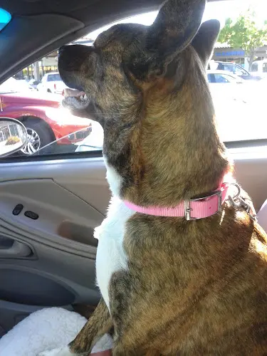 Dog trainer Village Pets & Supplies Santa Rosa
