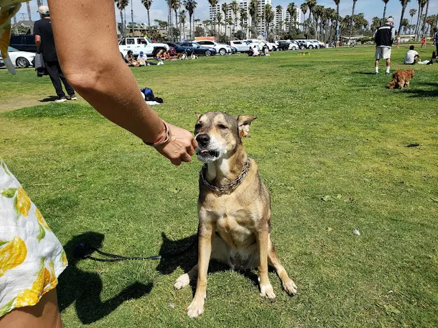Dog Park Barnard Way Linear Park Santa Monica