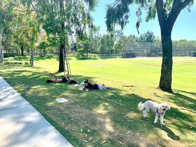Dog Park Dovecreek Park Irvine