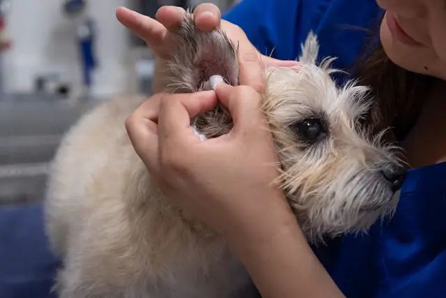 Pet vet Cottage Pet Hospital Fullerton