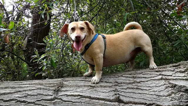 Dog day care center Natividad Creek Park Salinas