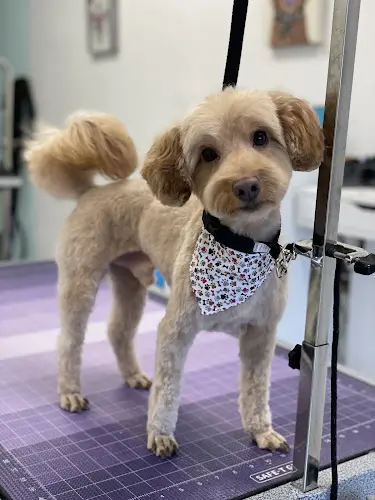 Pet boarding service Southpaws Stockton