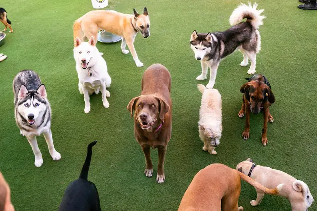 Dog breeder Camp Run-A-Mutt Oceanside