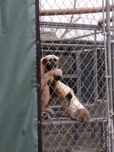 Rescue & Shelter Gibbon Conservation Center Santa Clarita