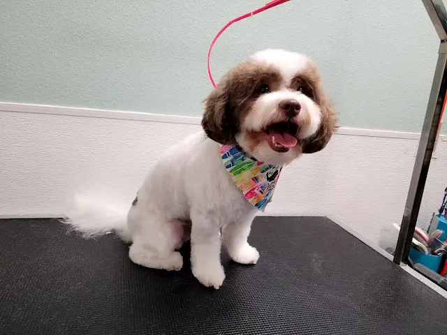 Dog Grooming Petz Comfort Grooming Pomona