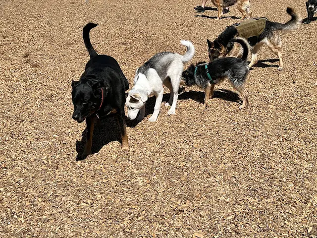 Rescue & Shelter Modesto's First Dog Park Modesto