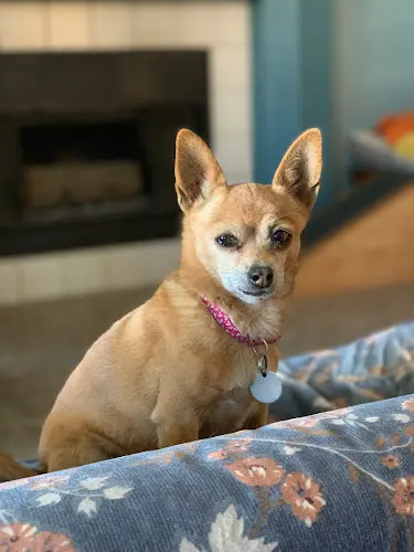 Dog breeder PetSmart Simi Valley