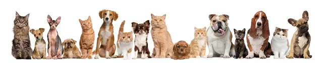Pet vet Affordable Animal Hospital Covina West Covina