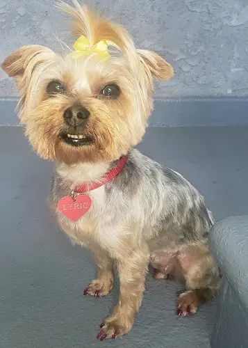 Pet boarding service Wow Doggy Pet Salon Carson