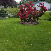Dog Park Redwood Park Bellingham