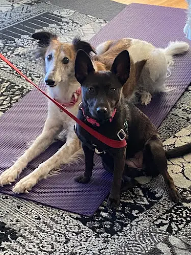 Dog trainer Canine Cornerstone, LLC Seattle