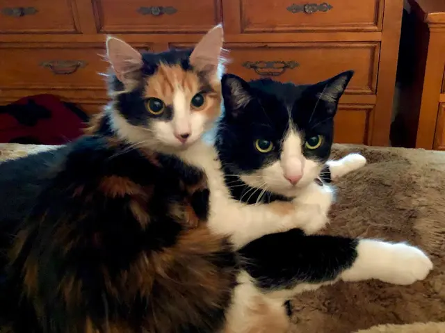 Pet boarding service Galloway Cat Clinic Torrance