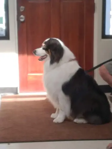 Pet vet VCA Carpinteria Veterinary Hospital Santa Barbara