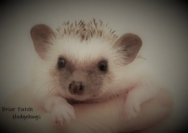 Dog breeder Briar Patch Hedgehogs Yakima