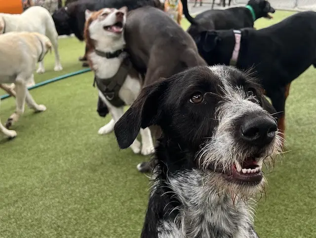 Dog day care center Whitaker Dog Day Camp - Dog Daycare and Boarding Glendale