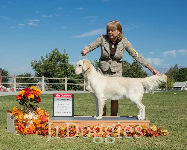 Pet boarding service JRdoggies Golden Retrievers Hesperia