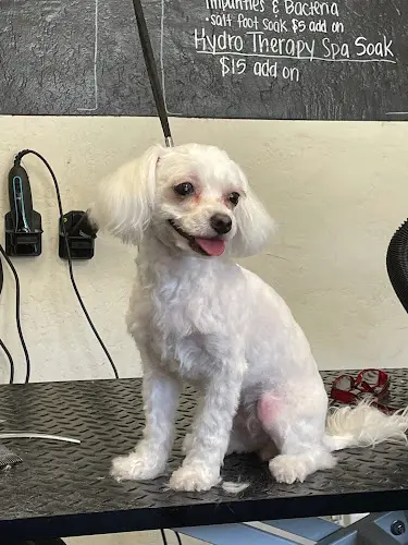 Dog Grooming The Happy Hound Dog Grooming And Pet Supplies El Cajon