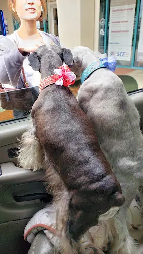 Dog trainer Rub-A-Dub Doggie Scrub Rancho Cucamonga