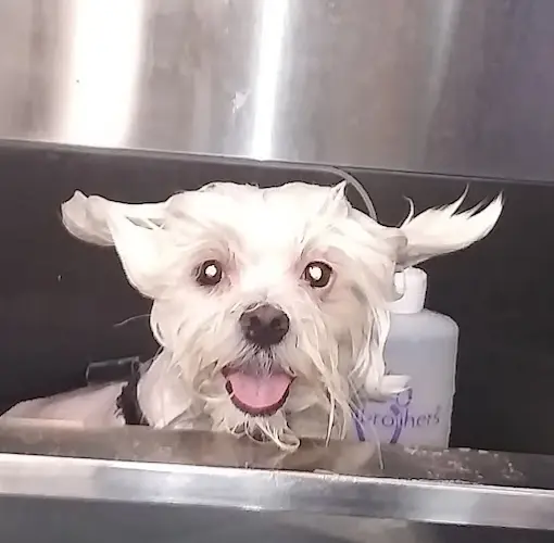 Pet boarding service At MY door Vallejo