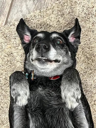 Pet vet South Willamette Veterinary Clinic Eugene