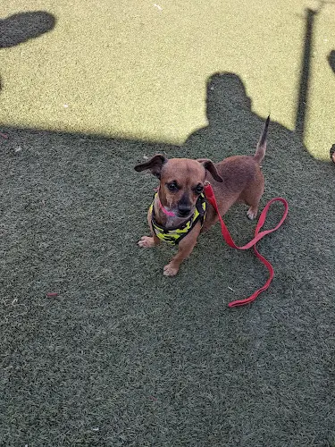 Dog breeder Animal Rescue of Fresno Fresno