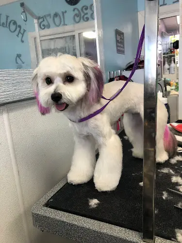 Pet boarding service Hollywood Dog Spa Westminster