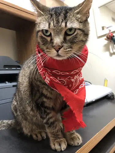 Pet vet Morley Animal Hospital Simi Valley