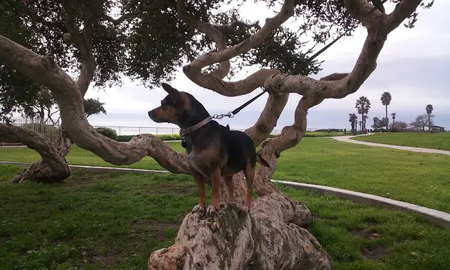Dog Park Shoreline Park Santa Barbara