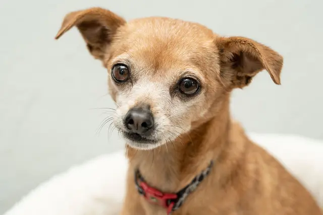 Dog breeder The Pet Adoption Center of Orange County Mission Viejo