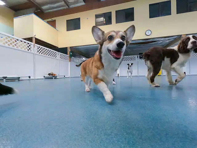 Dog breeder 24 Hour Dog Daycare Oceanside