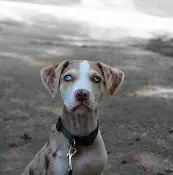 Pet vet Angel Paws Pet Cremation San Marcos