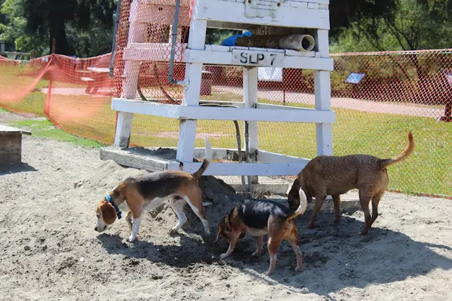Dog Park Spring Lake Park Santa Rosa