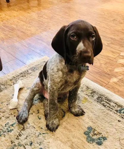 Dog breeder Idaho Hunting Dogs Spokane
