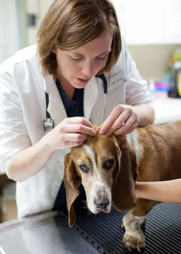 Pet vet VCA Bellevue Veterinary Hospital Kirkland