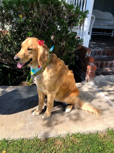 Dog Grooming Muddy Paws Pet Grooming Orange