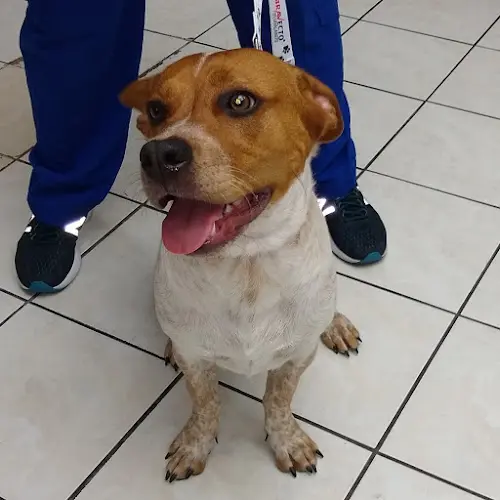 Pet vet Humane Vet Hospital of San Diego Chula Vista