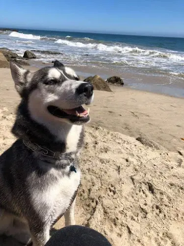 Pet vet Port Hueneme Animal Hospital Oxnard