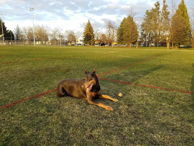 Dog Park Franklin Park Spokane